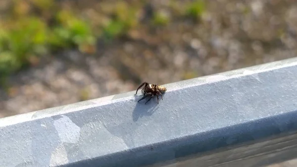 Insecto Cerca Día Soleado — Foto de Stock