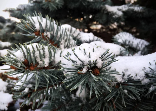 Vánoční Stromek Zasněženými Kužely — Stock fotografie