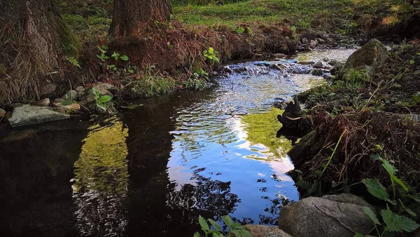 Piccolo Fiume Nella Bellissima Foresta — Foto Stock