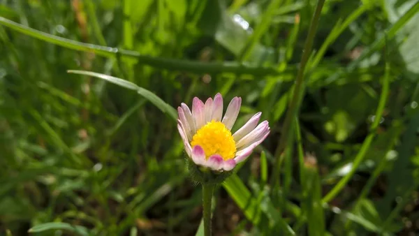 Smuk Blomst Grønt Græs - Stock-foto