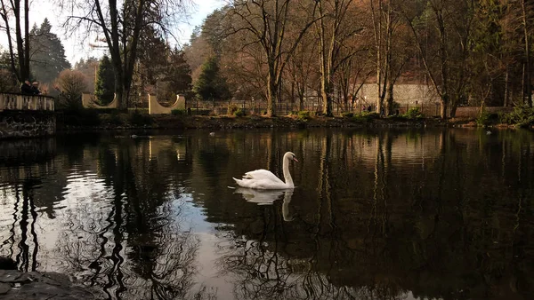 Hermoso Cisne Nadando Lago —  Fotos de Stock