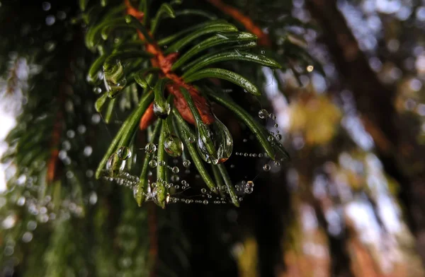 Tree Branches Water Drops — Stock Photo, Image
