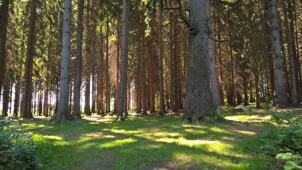 Zelený Les Slunečný Den — Stock fotografie