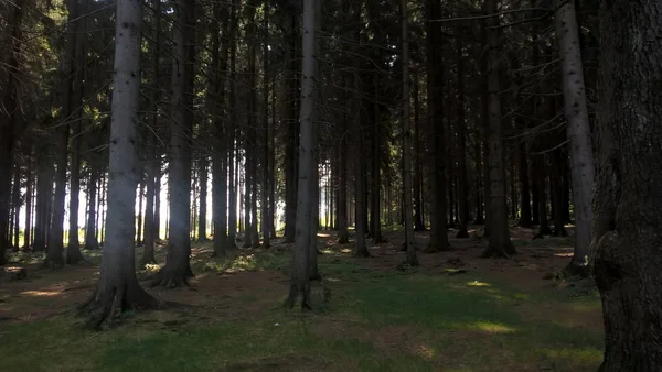 Grüner Wald Sonnigem Tag — Stockfoto