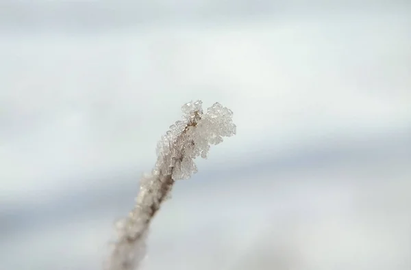 冬季景观 有积雪覆盖的树枝 — 图库照片