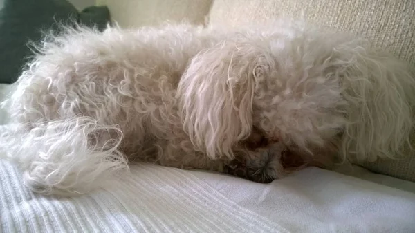 Perro Durmiendo Cama Blanca — Foto de Stock