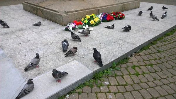 Holubice Náměstí Památkou Evropském Městě — Stock fotografie