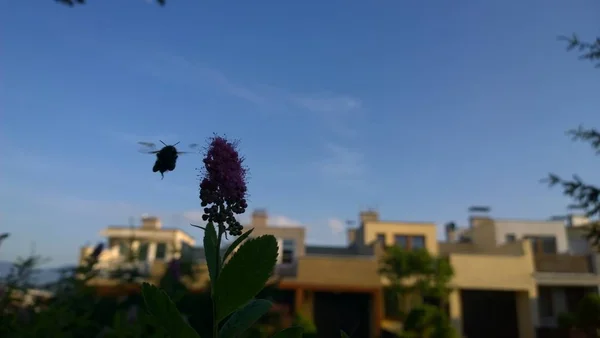 Abeja Volando Sobre Flor — Foto de Stock