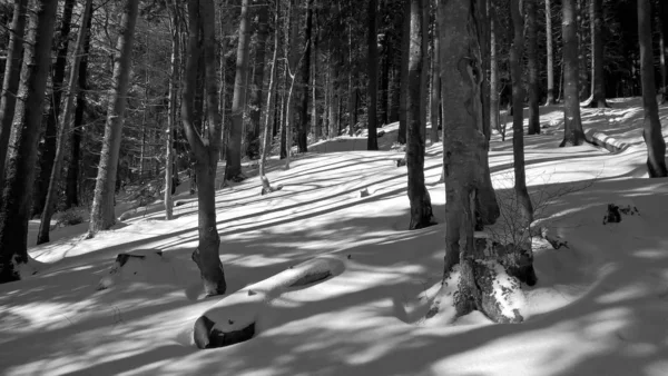 Snöig Skog Vinterparken — Stockfoto