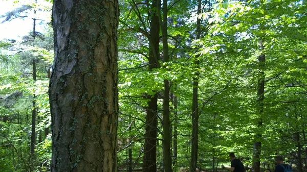森の中の木々スロバキア — ストック写真