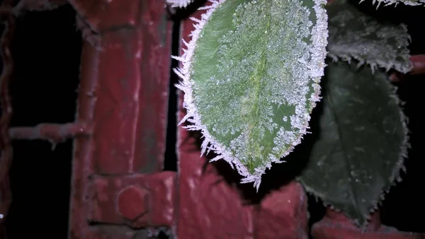 Rivestimento Neve Sulla Pianta Inverno Slovacchia — Foto Stock