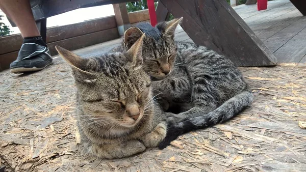 Cats Resting Wooden Floor — 스톡 사진