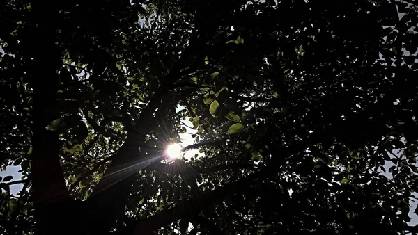 Slunce Svítí Mezi Stromy Lese — Stock fotografie
