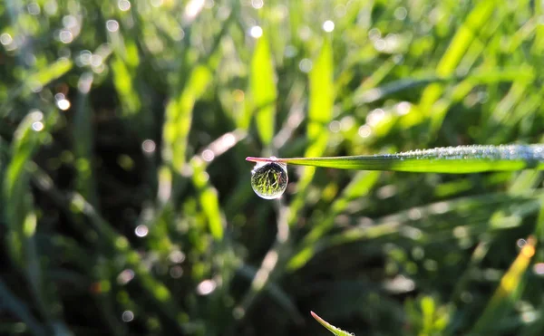 Hierba Verde Con Gotas Agua —  Fotos de Stock