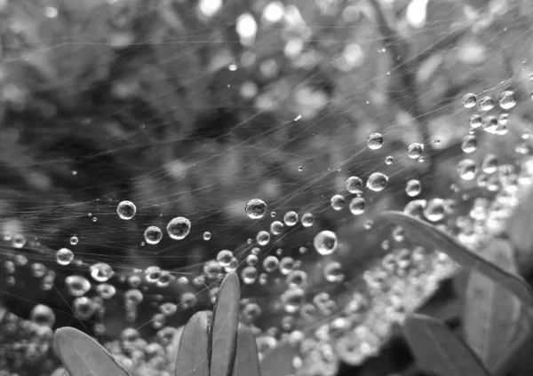 绿林中蜘蛛网上的水滴 — 图库照片