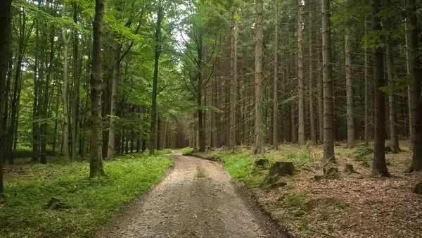 Yeşil ormanda yol yolu