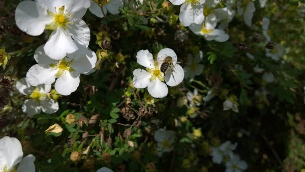 Beautiful Summer Wild Flowers — Stock Photo, Image