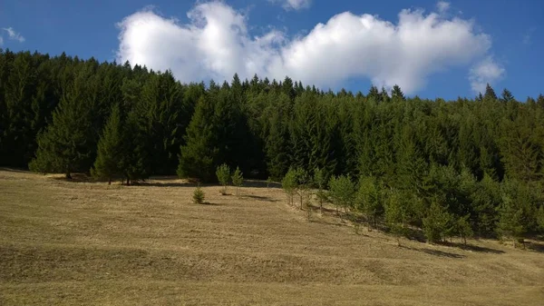 Zelený Horský Les Louka — Stock fotografie