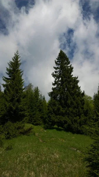 Gündüz vakti Yeşil Dağ Ormanı