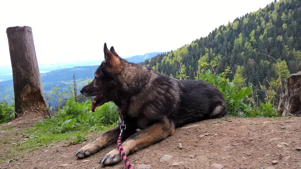 Herder Hond Bergen Bij Dag — Stockfoto