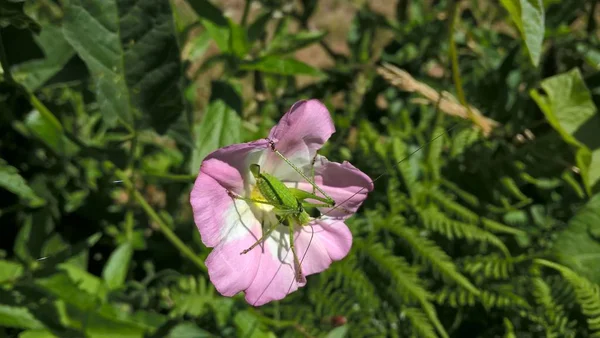 Dragonfly Ροζ Λουλούδι Στο Λιβάδι — Φωτογραφία Αρχείου