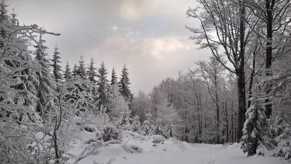 雪に覆われた森林と冬の風景 — ストック写真