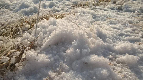 Snöigt Kristallgräs Vintern — Stockfoto