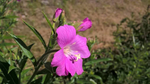 Lindas Flores Selvagens Verão — Fotografia de Stock