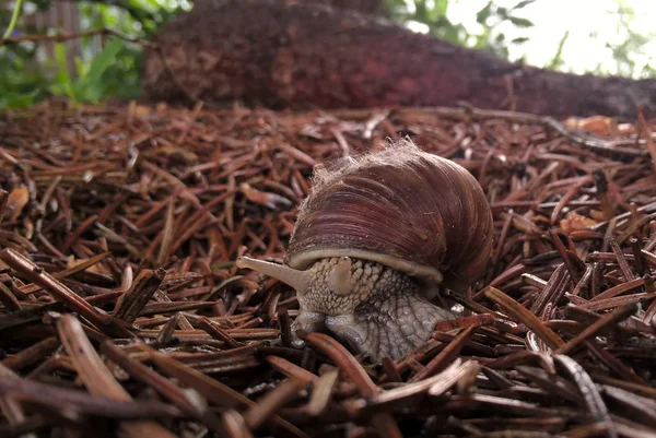 Schnecke Wald Tagsüber Aus Nächster Nähe — Stockfoto