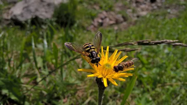 Bienen Auf Gelben Blüten Aus Nächster Nähe — Stockfoto