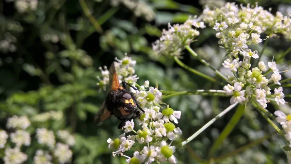 Bee White Flowers Garden — Stock Photo, Image