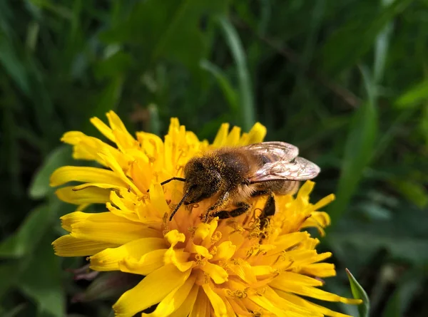 Biene Auf Gelber Blume Aus Nächster Nähe — Stockfoto