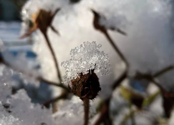 Bevroren Plant Sneeuw — Stockfoto