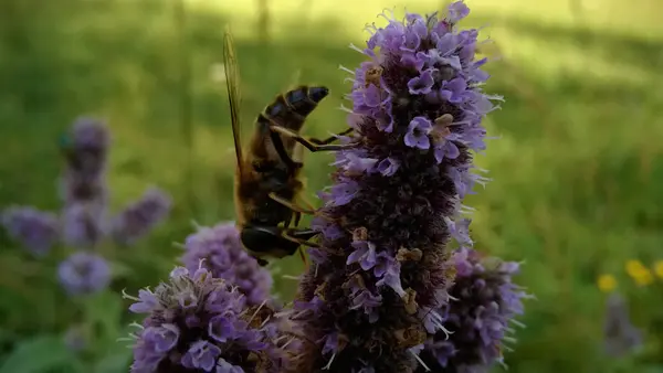 Biene Auf Schöner Blume Garten — Stockfoto