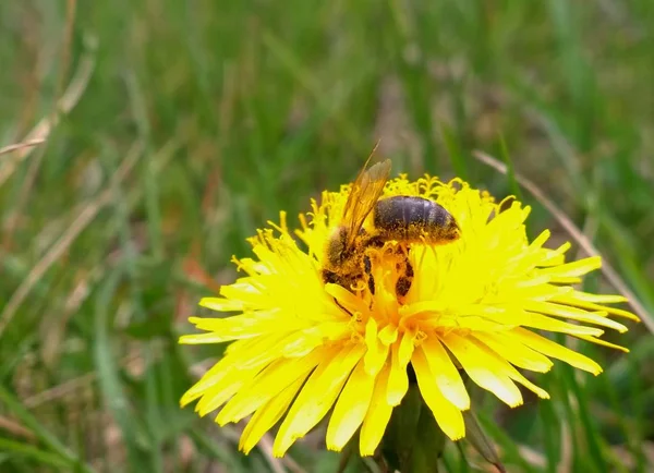 Hoverfly Maskros Slovakien — Stockfoto