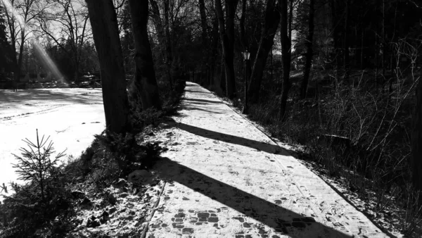 Czarny Biały Zimowy Park — Zdjęcie stockowe
