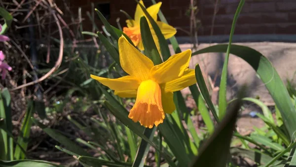 sarı yeşil çimen çiçek