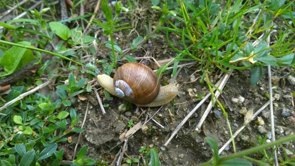 Snail Bug Natural Background — Stock Photo, Image