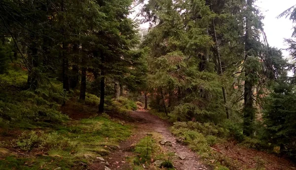 Güzel yeşil dağ orman