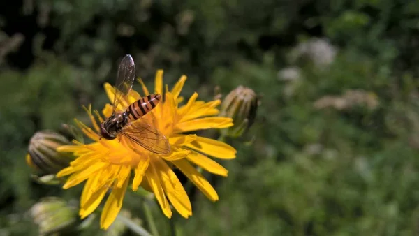 Knospe Auf Der Sommerlichen Wildblume — Stockfoto