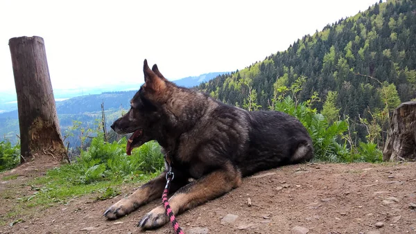 Shepherd Dog Mountains Day — Stock Photo, Image