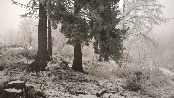 Hermoso Invierno Bosque — Foto de Stock