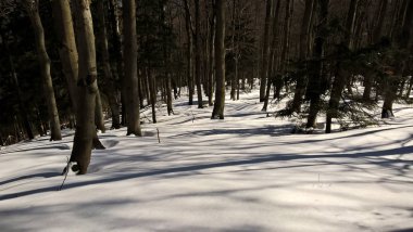 güzel ormanda kış 