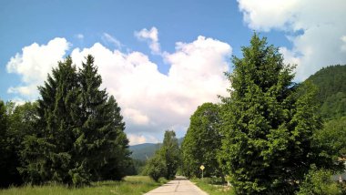 Güneşli bir günde yeşil ormanda yol