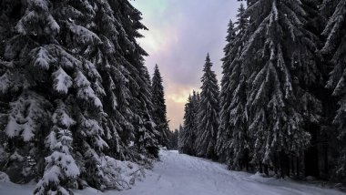 Karla kaplı ağaçlarla kaplı kış manzarası