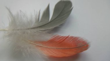 gri ve turuncu tüyler