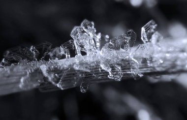 Kışın bitki üzerinde kar tabakası ve buz kristalleri. Slovakya 