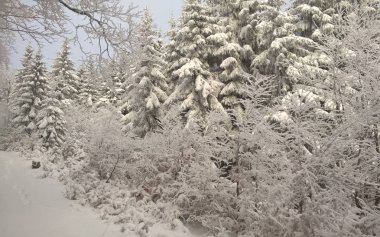 snowy orman ile kış manzarası