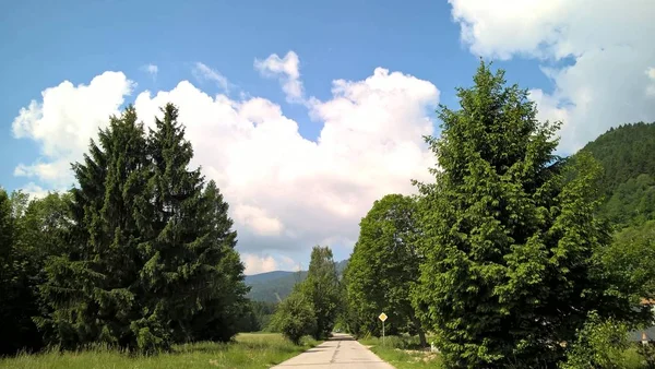 Road Green Forest Sunny Daytime — 스톡 사진