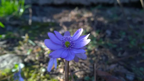 Piękny Dziki Kwiat Łące — Zdjęcie stockowe